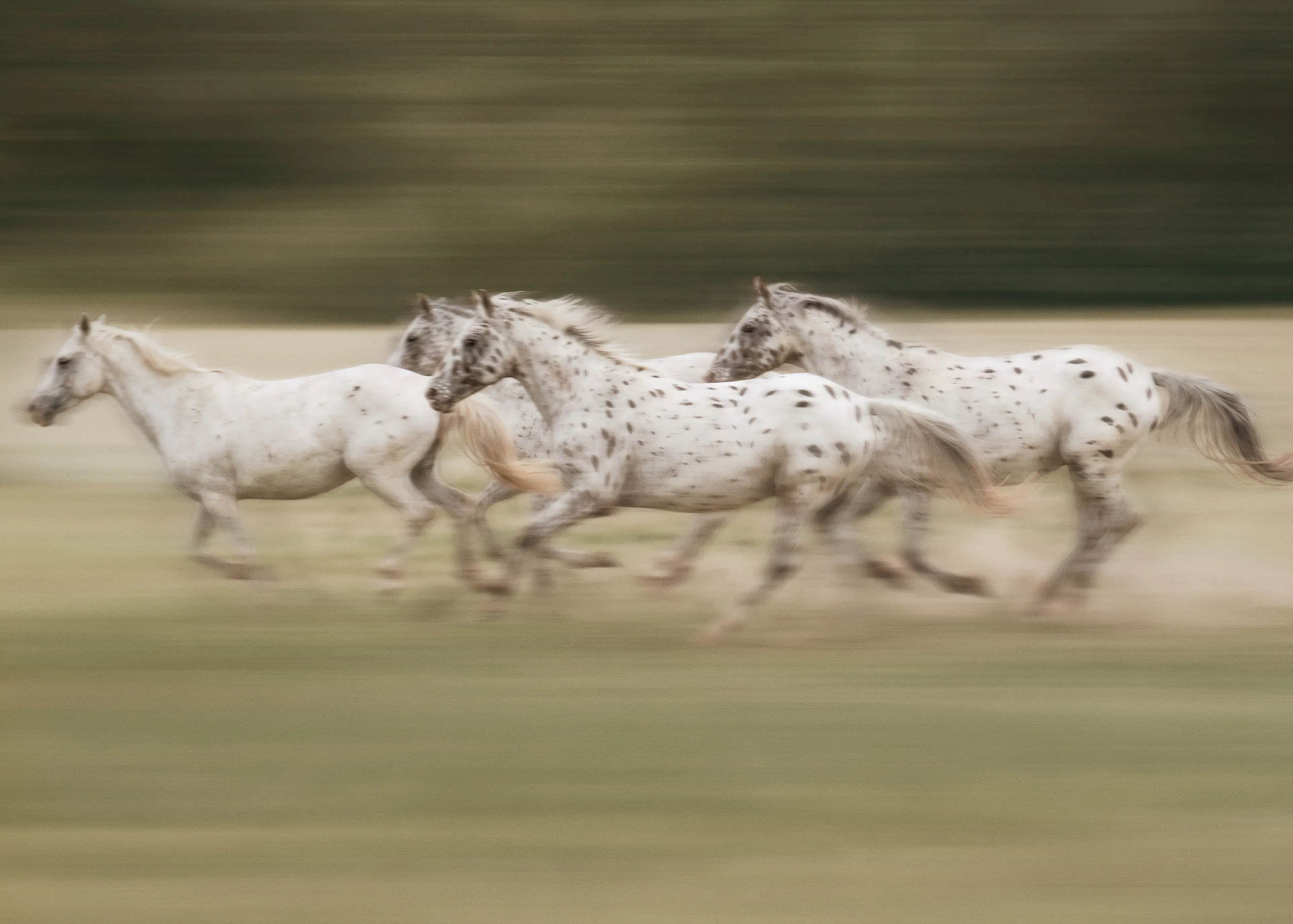 Galloping Horses Print 0