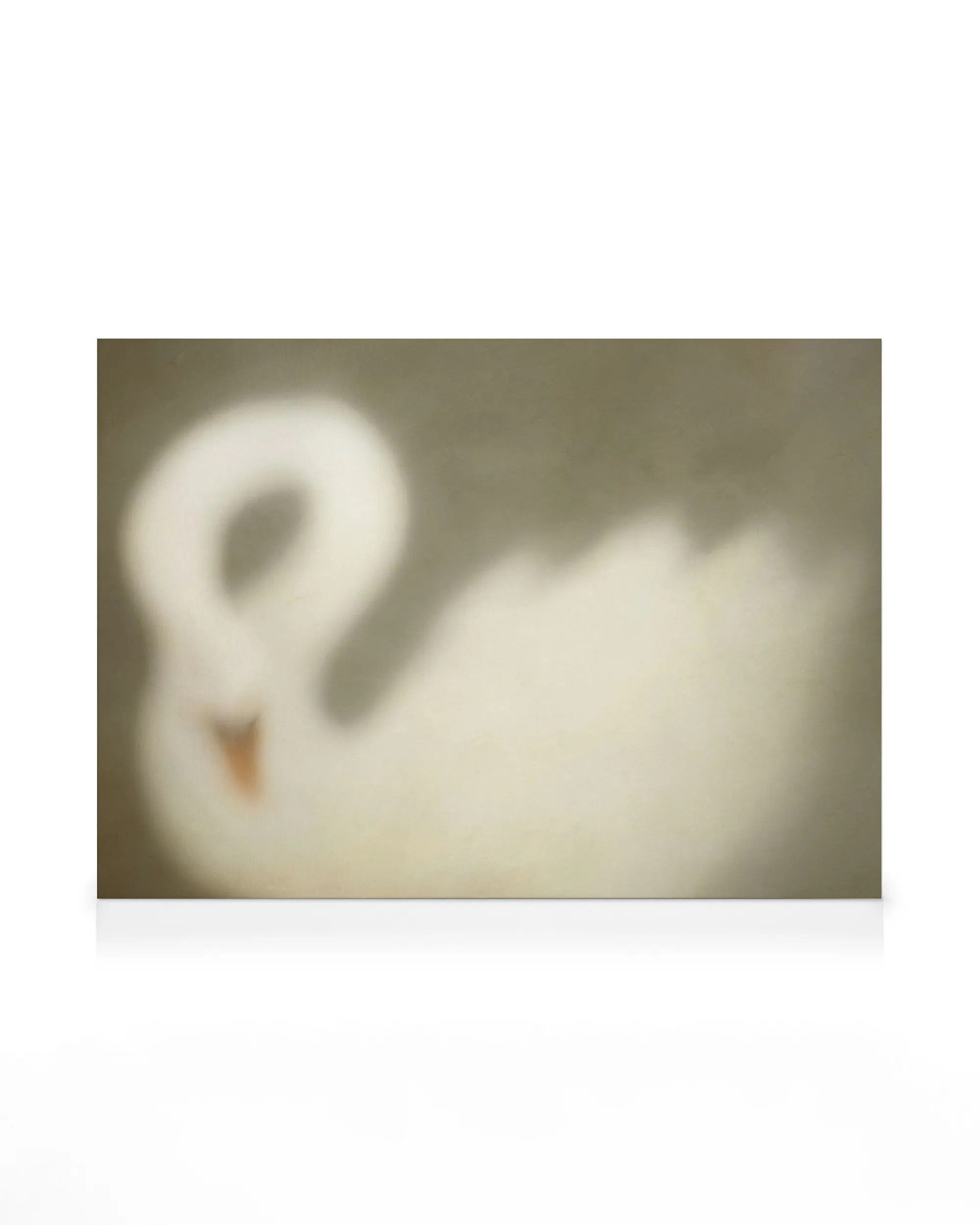 Soft Swan Canvas print 0