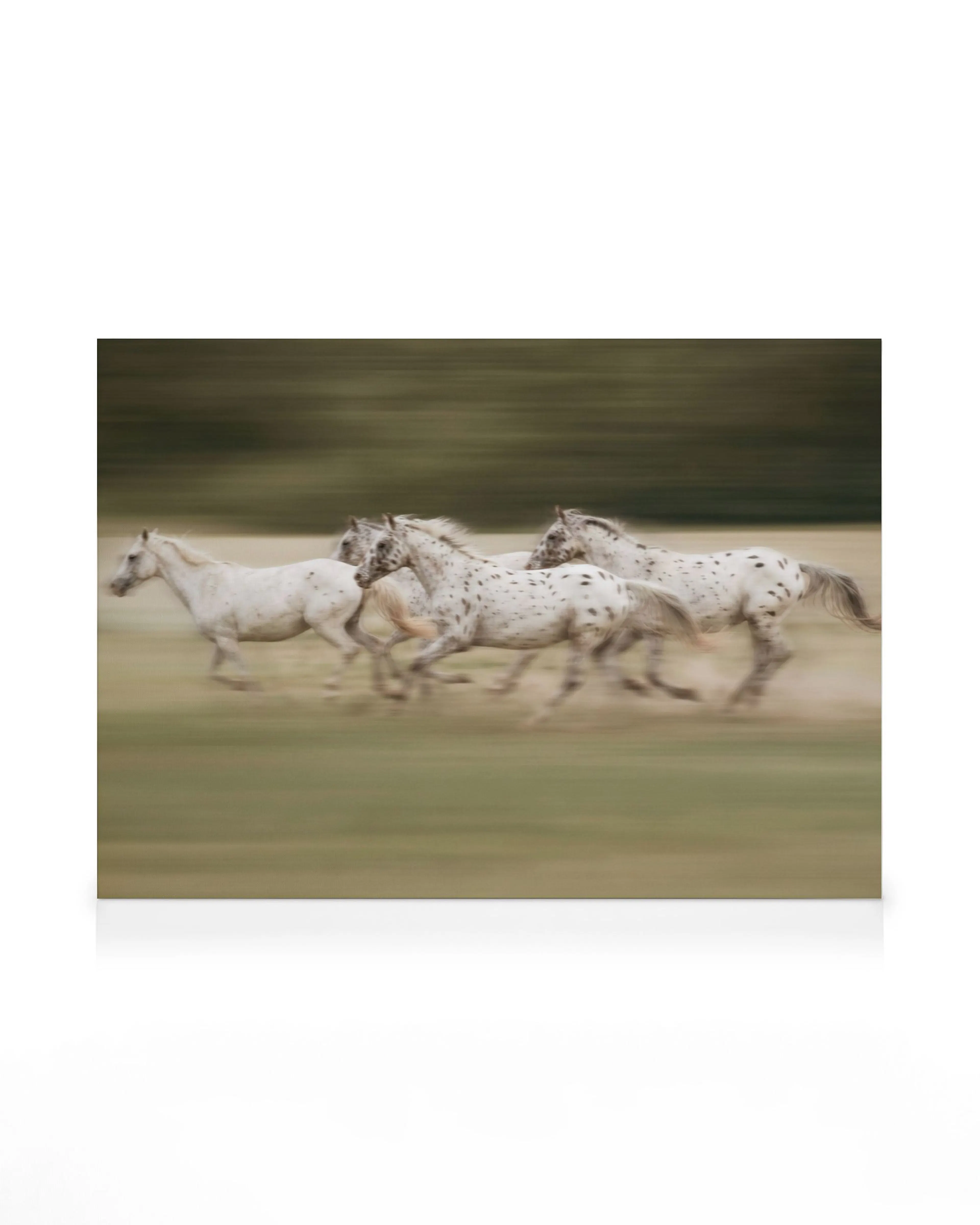 Galloping Horses Canvas print 0