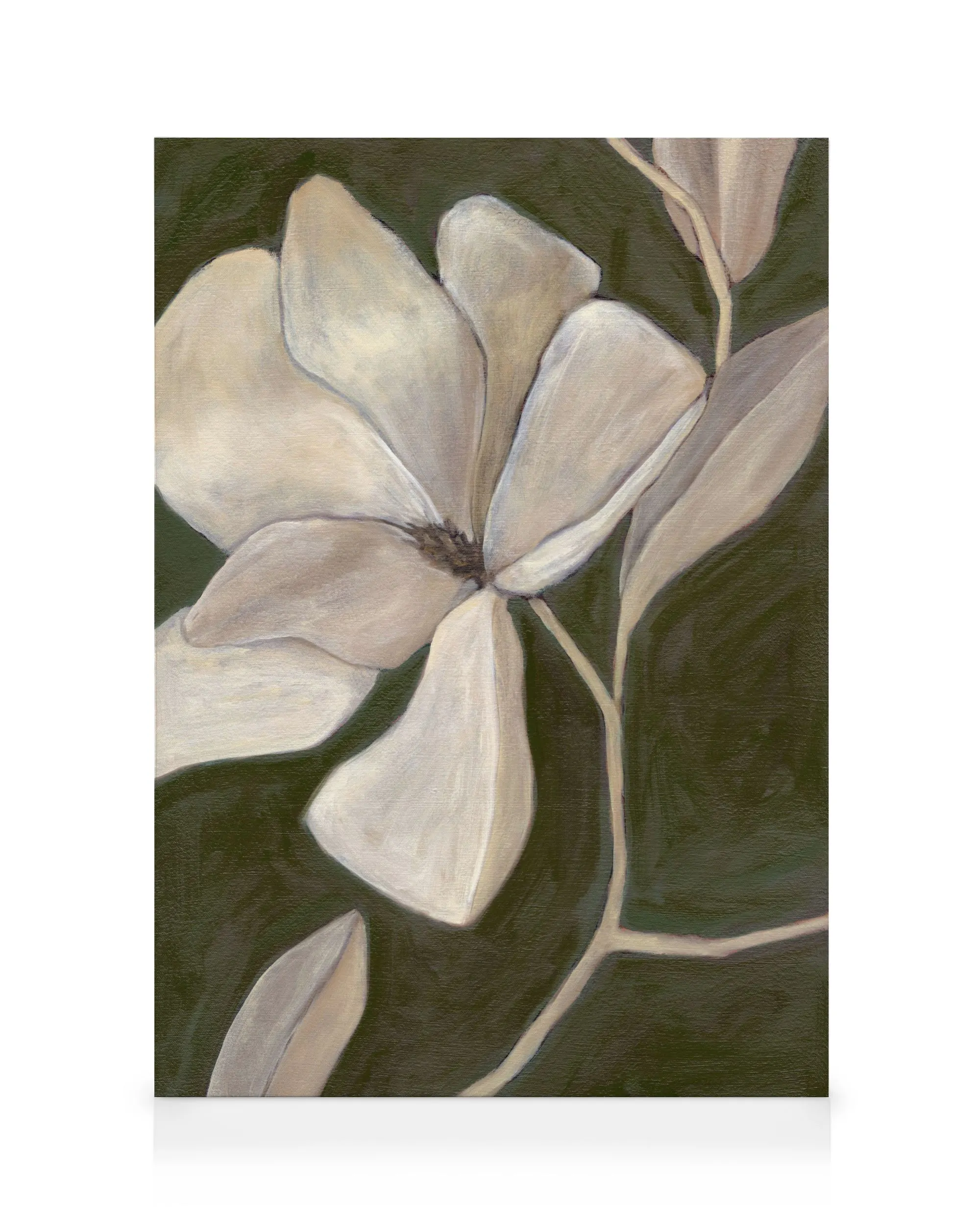 Magnolia Study Canvas print 0