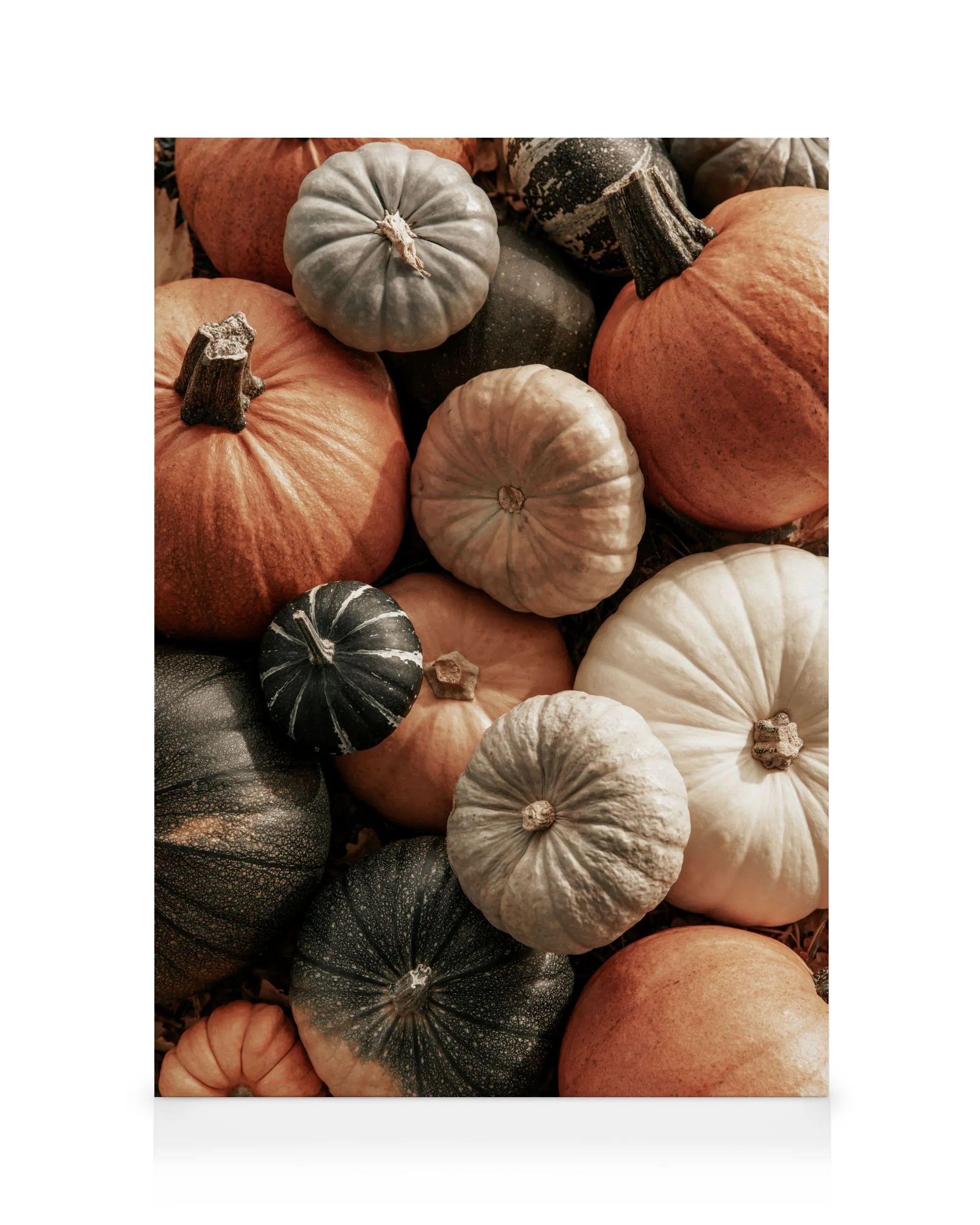 Mix of Pumpkins Καμβάς 0