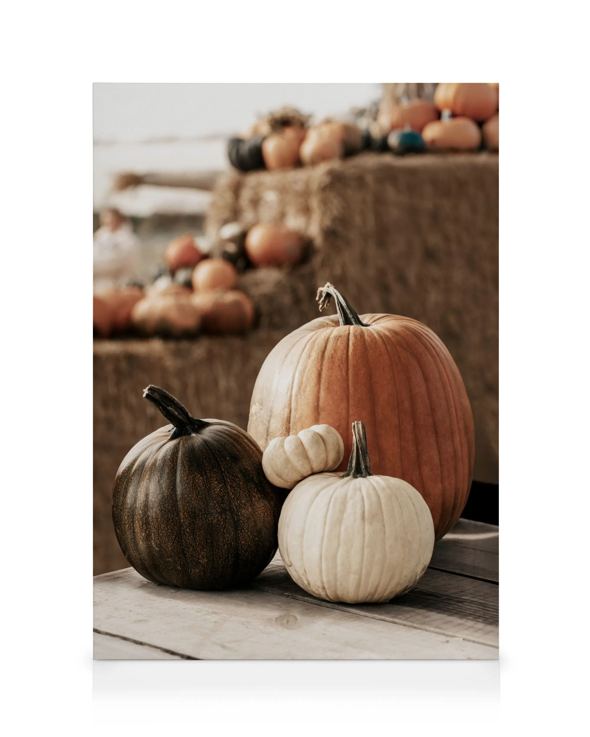 Pumpkin Variety Καμβάς 0