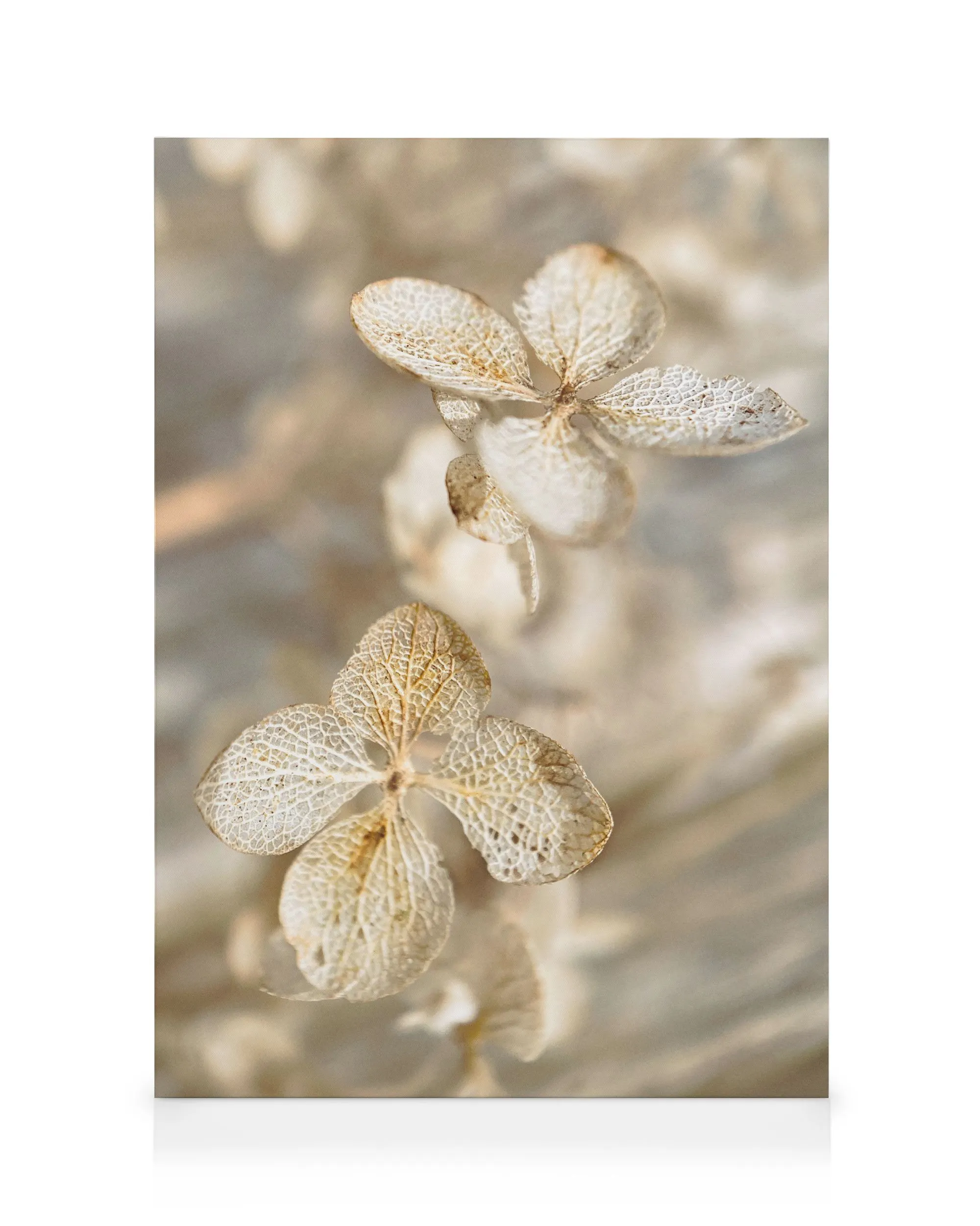 Dried Hydrangea Καμβάς 0