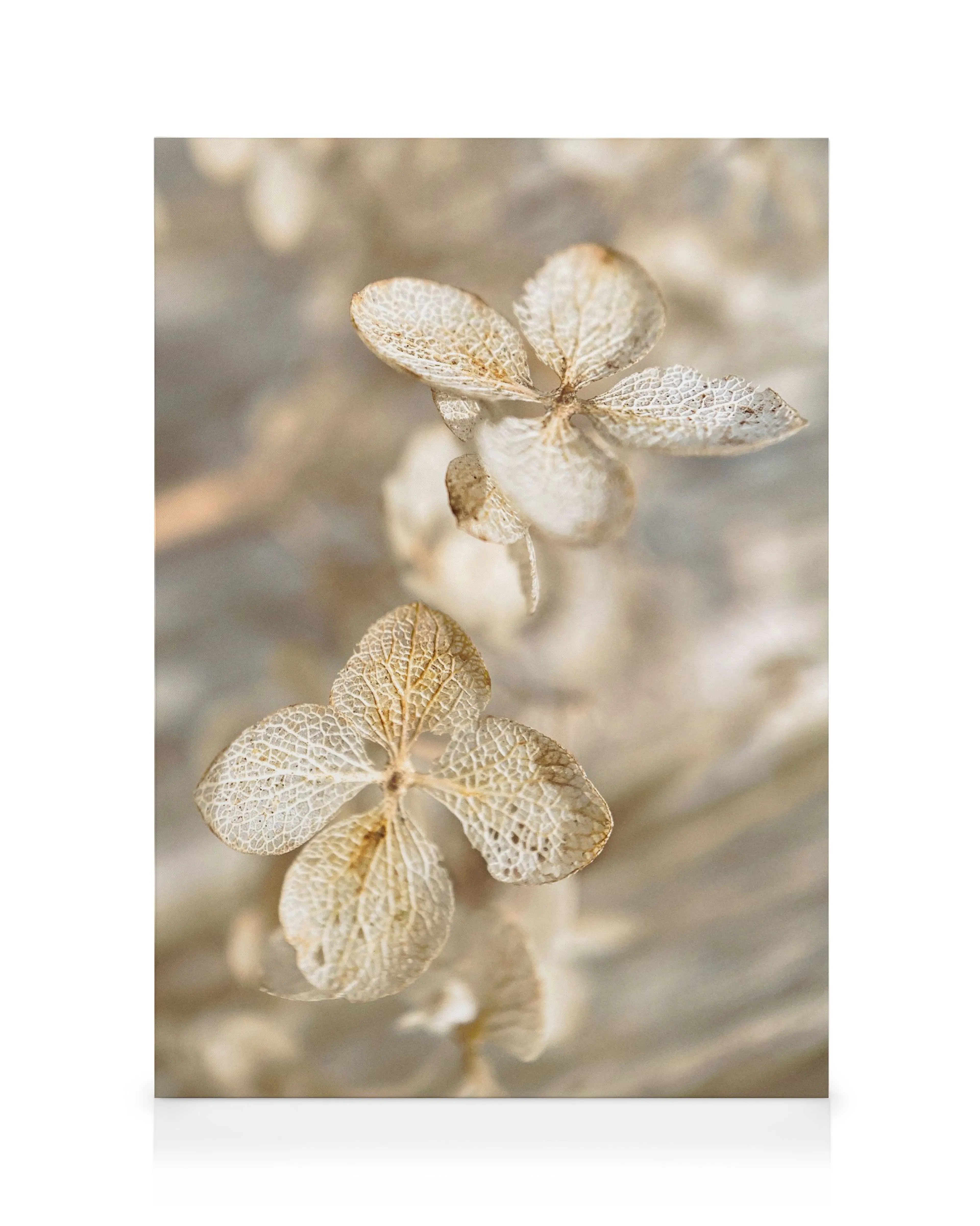Dried Hydrangea Καμβάς 0