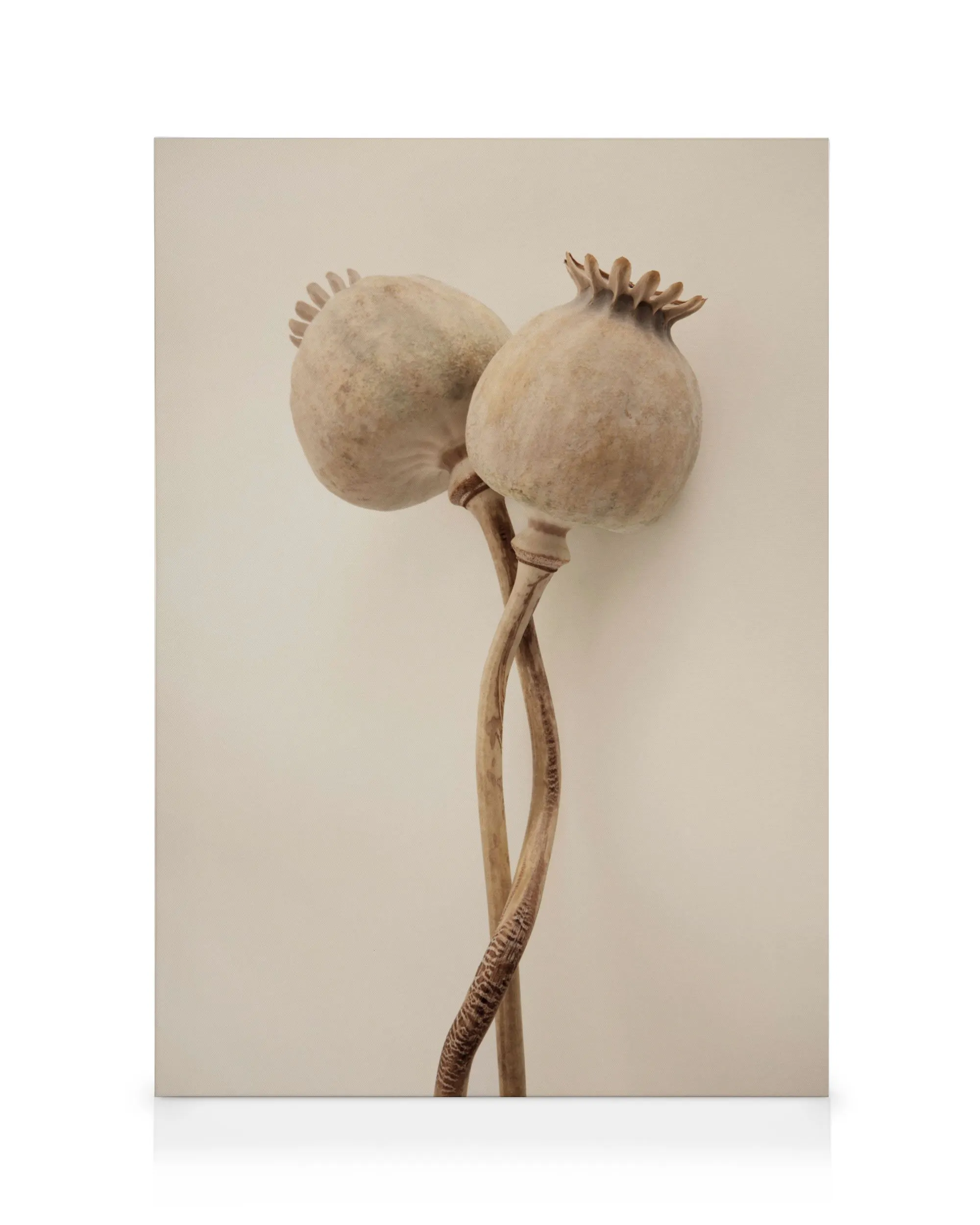 Dried Poppy Heads Καμβάς 0