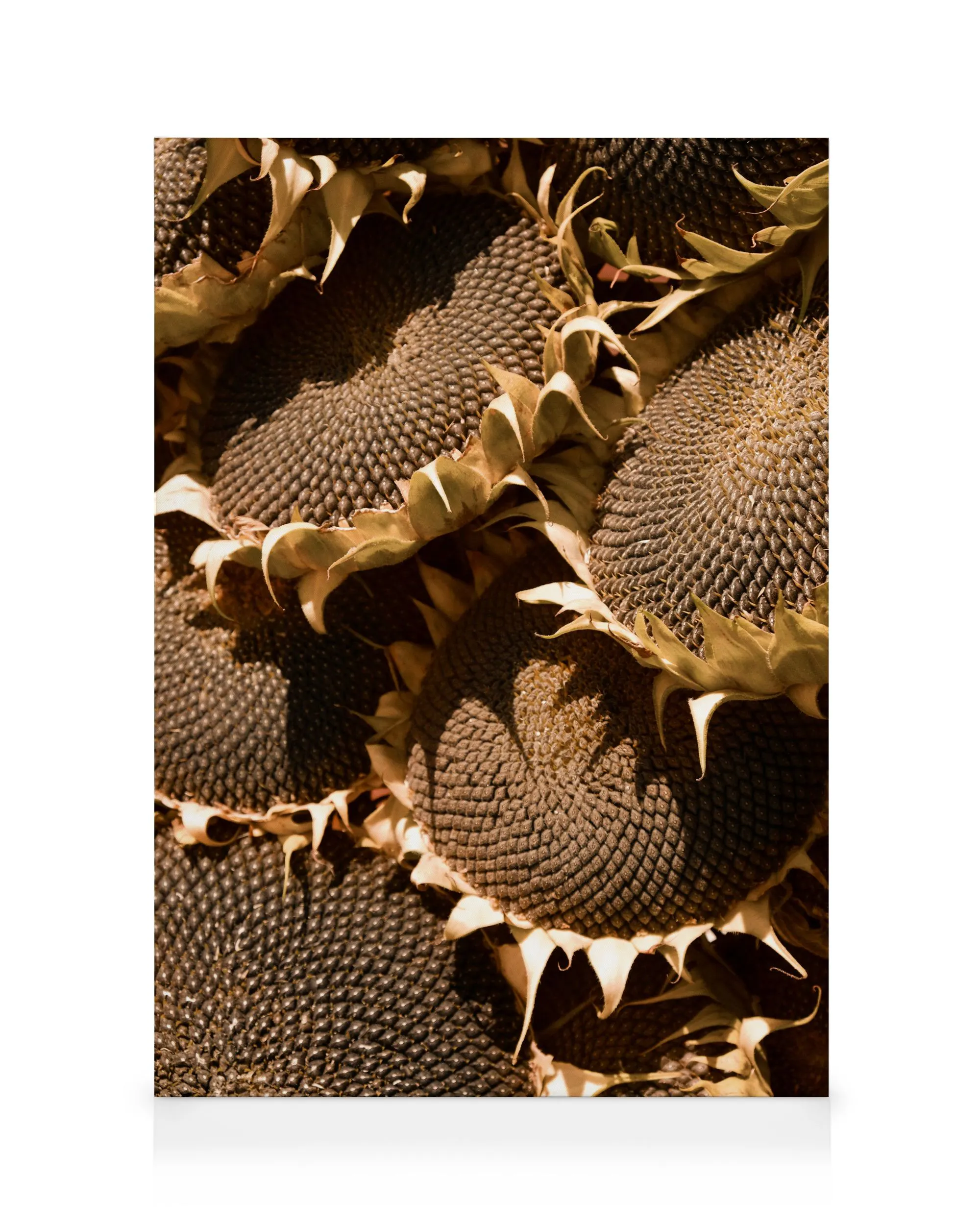 Ripe Sunflowers Καμβάς 0