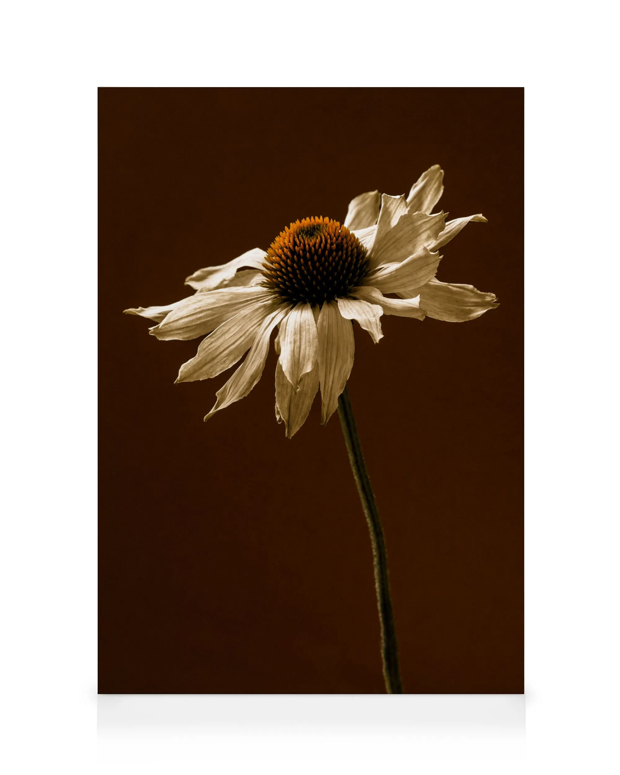 End of Bloom Καμβάς 0