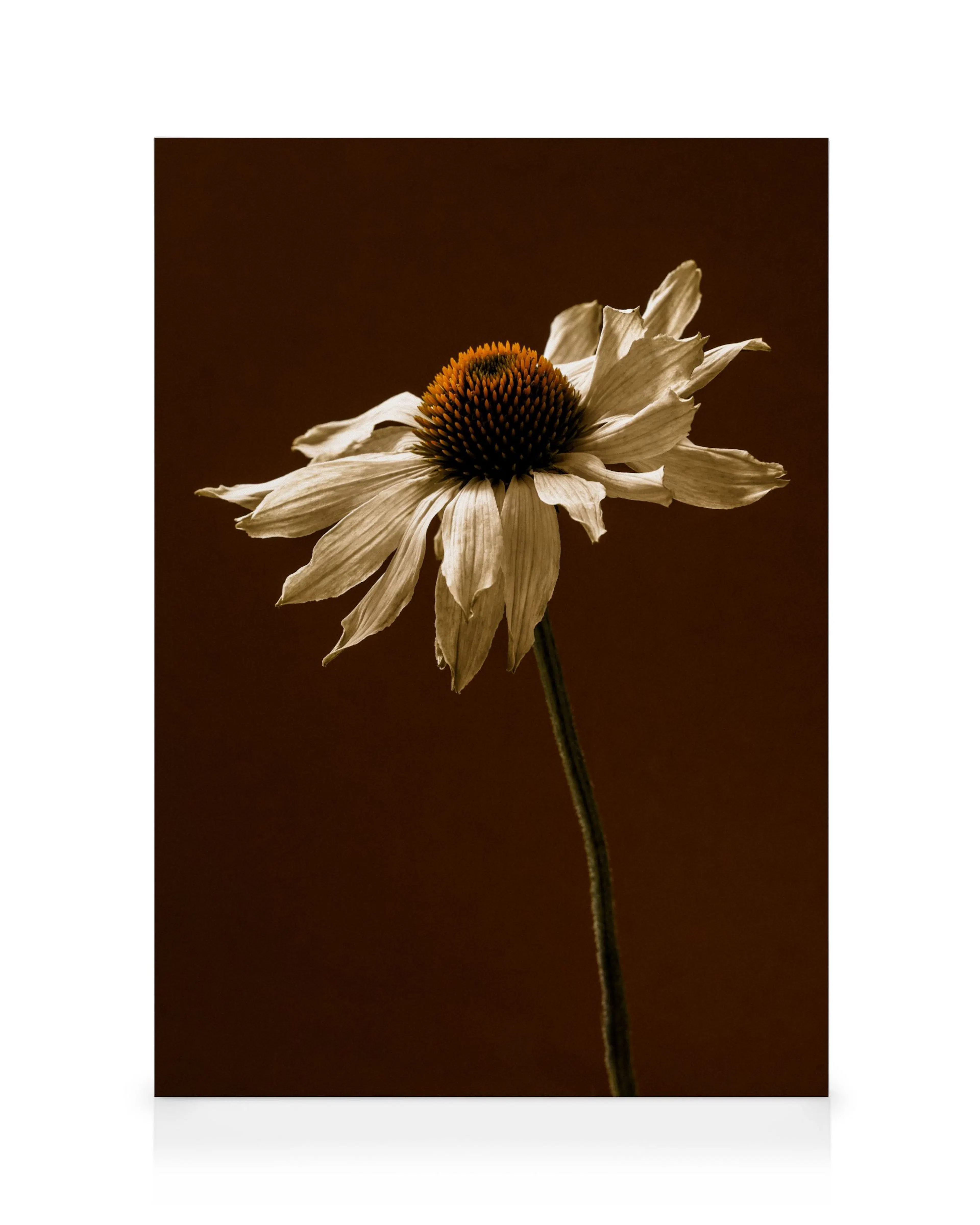 End of Bloom Καμβάς 0