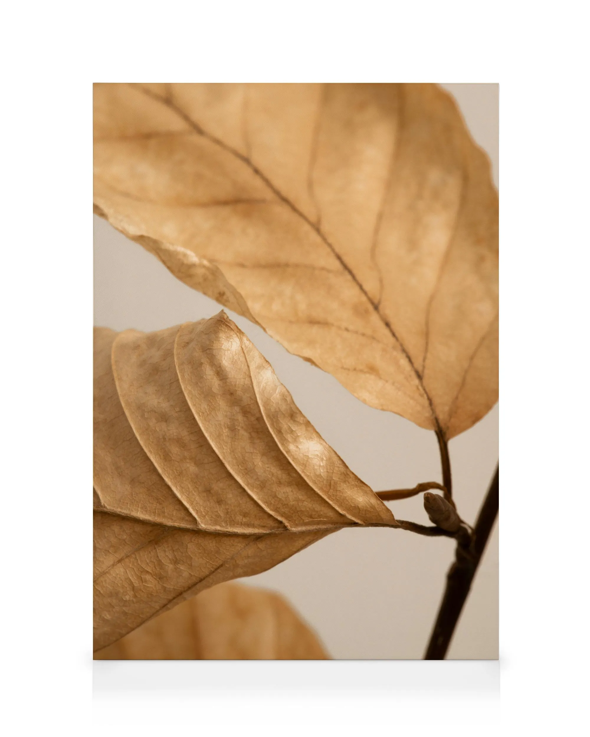 Fading Leaves Καμβάς 0