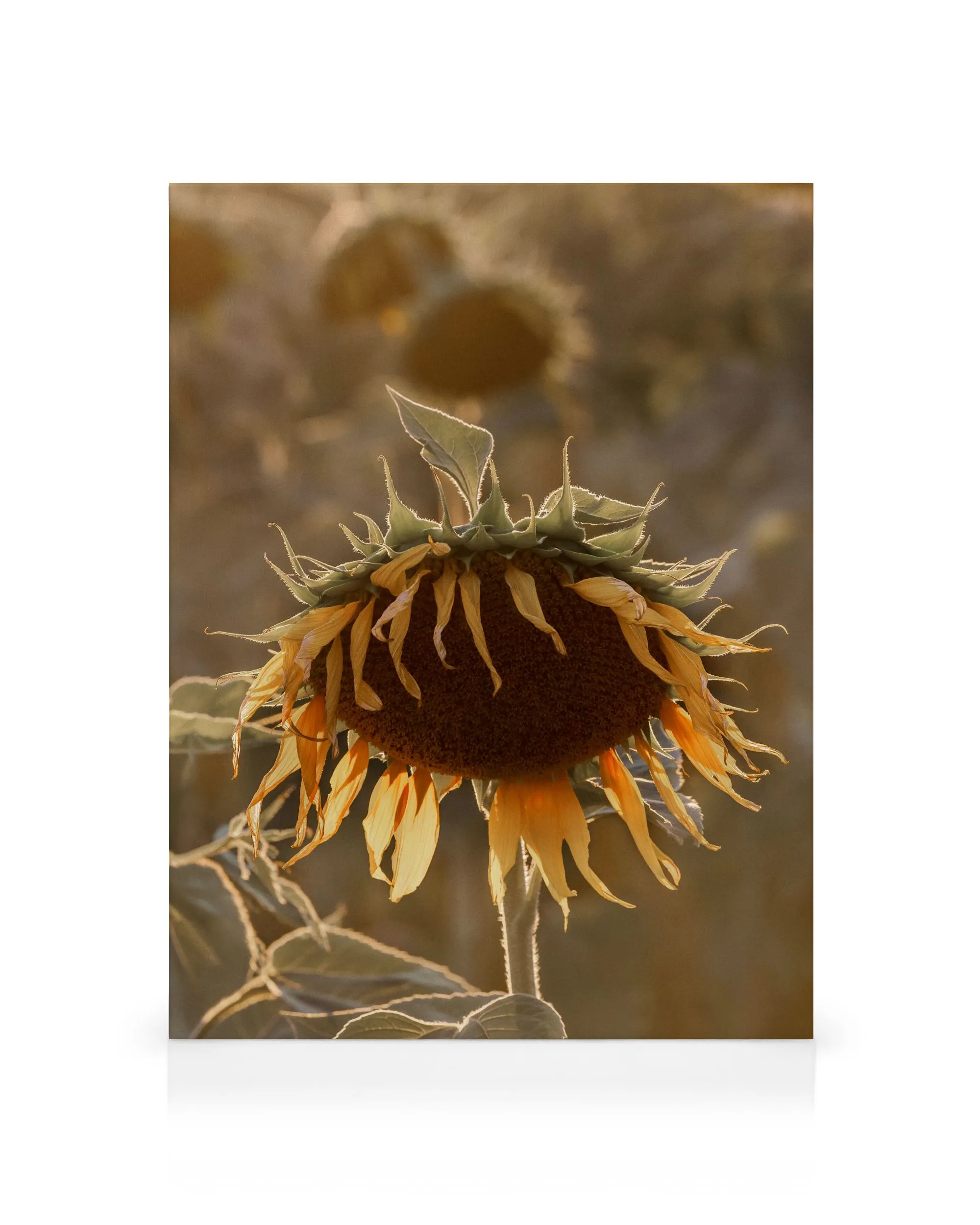Product image: 1