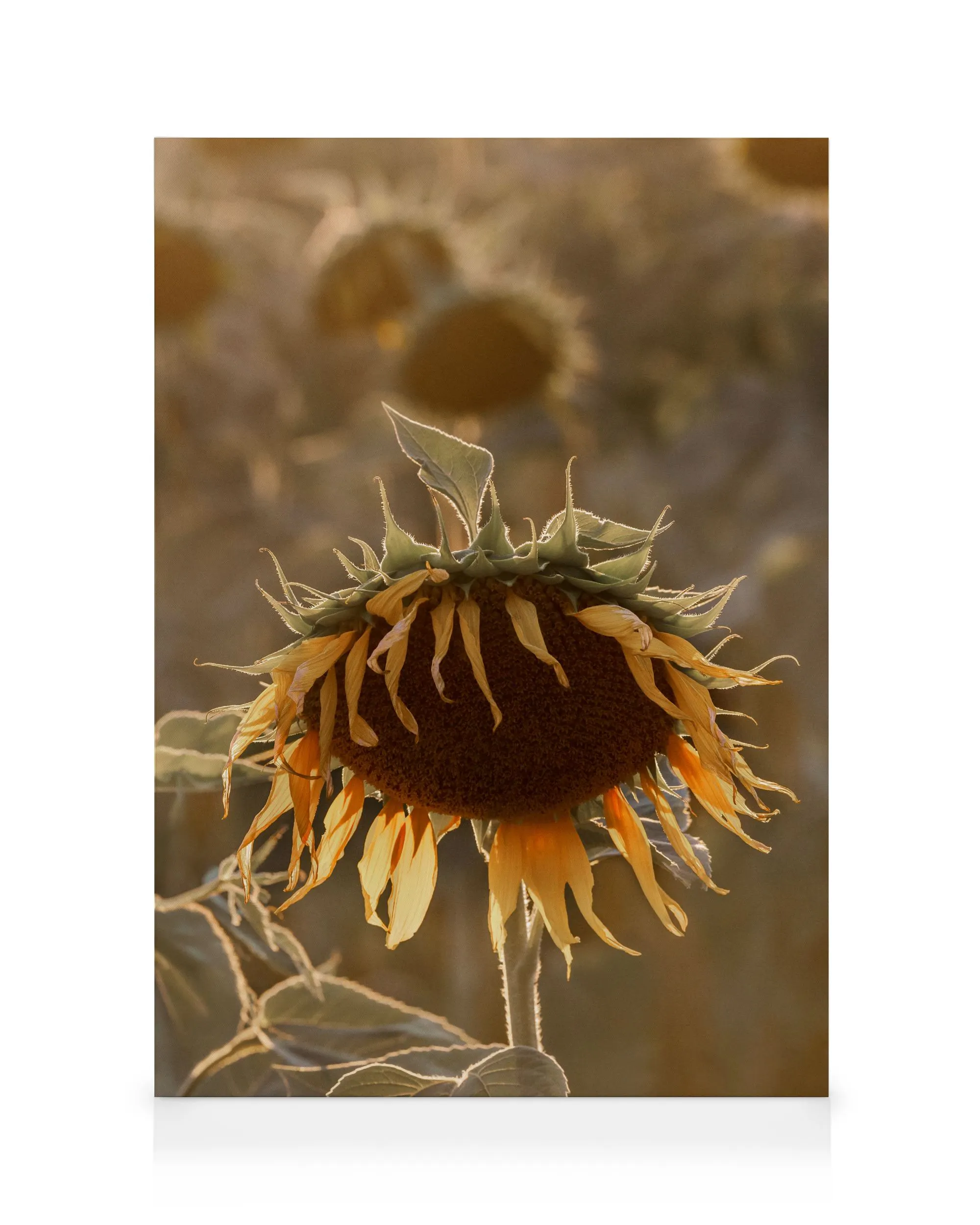 Sunflower on Field Καμβάς 0