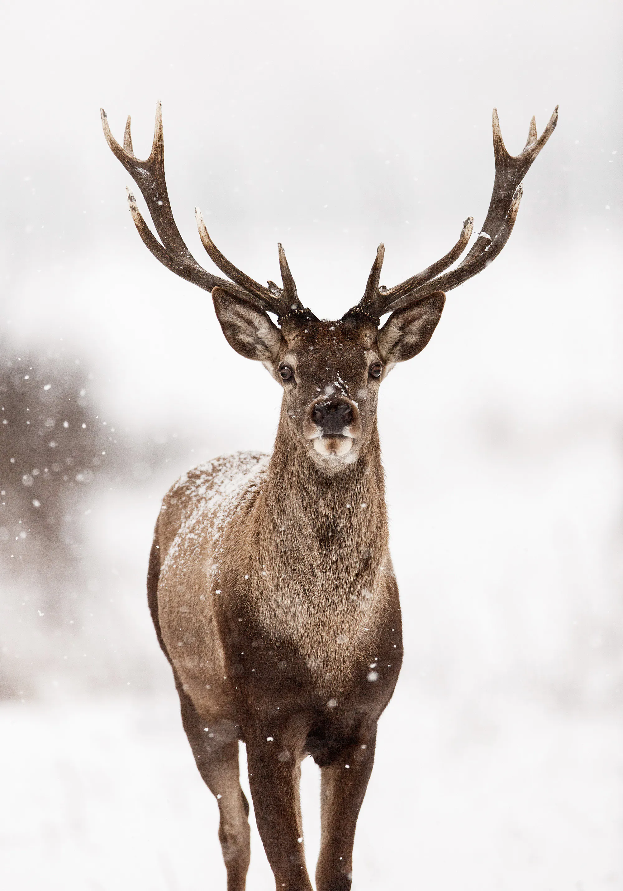 Deer Winter Landscape Print 0