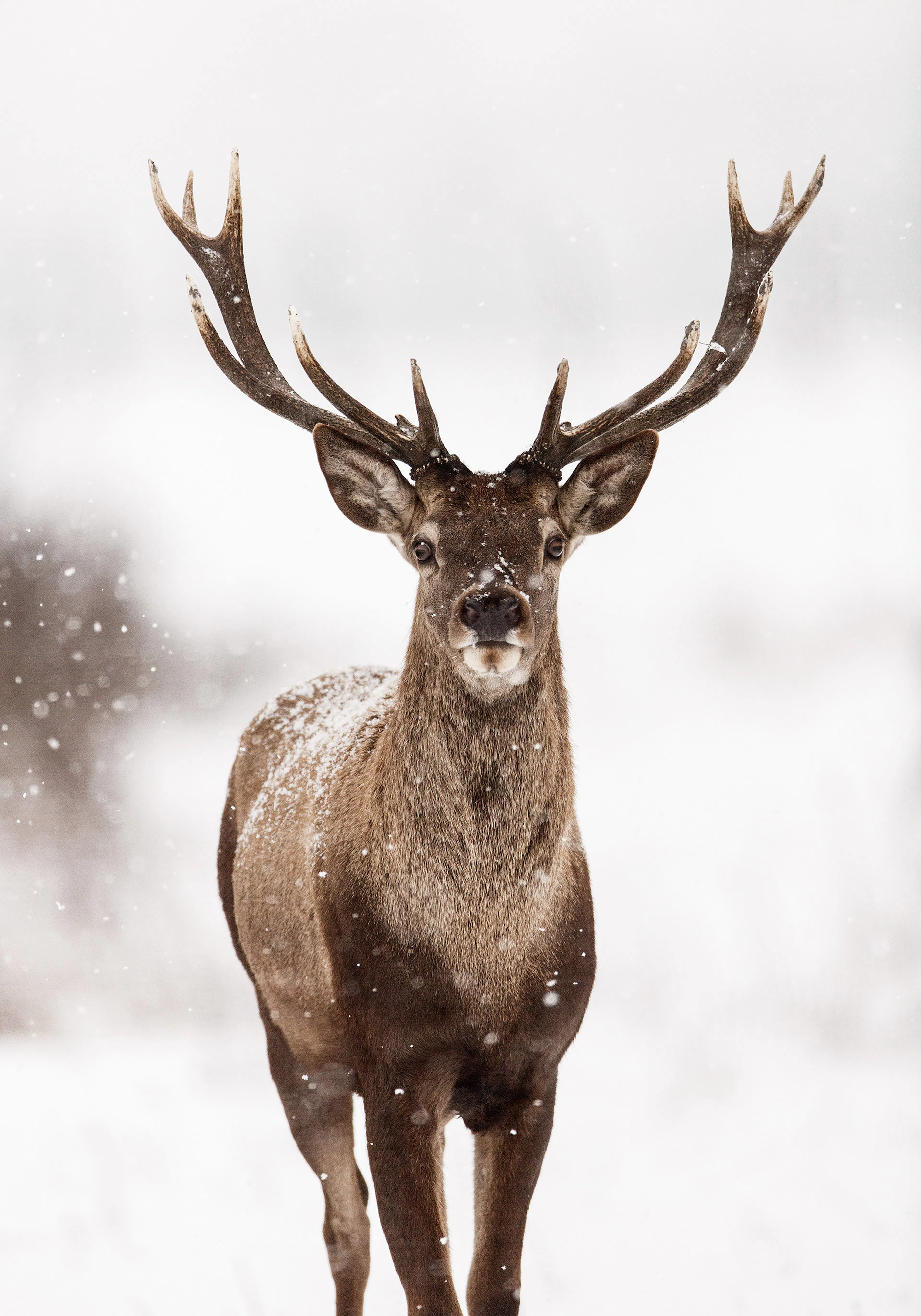 Deer Winter Landscape Poster 0