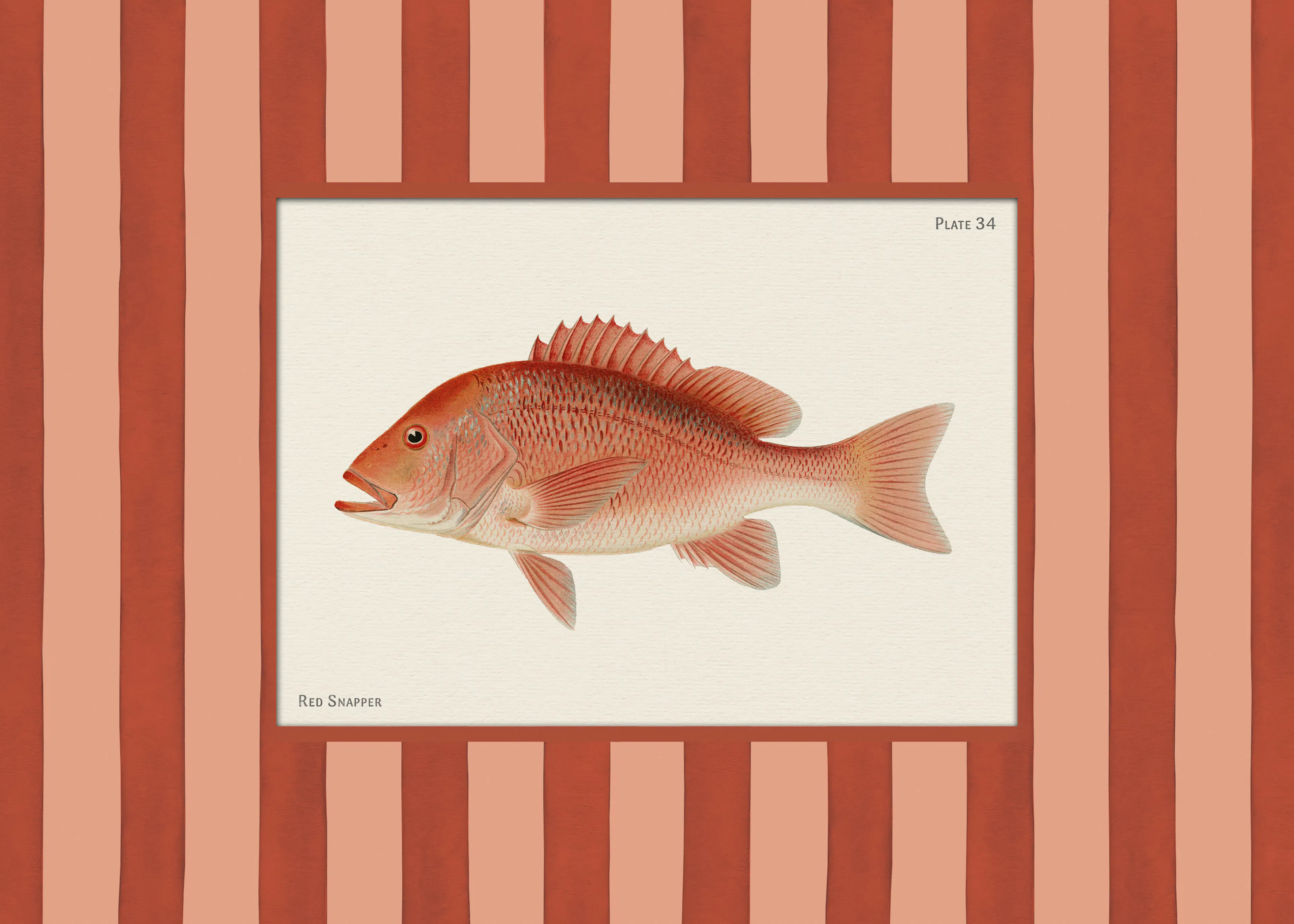 Vintage Red Snapper Print 0