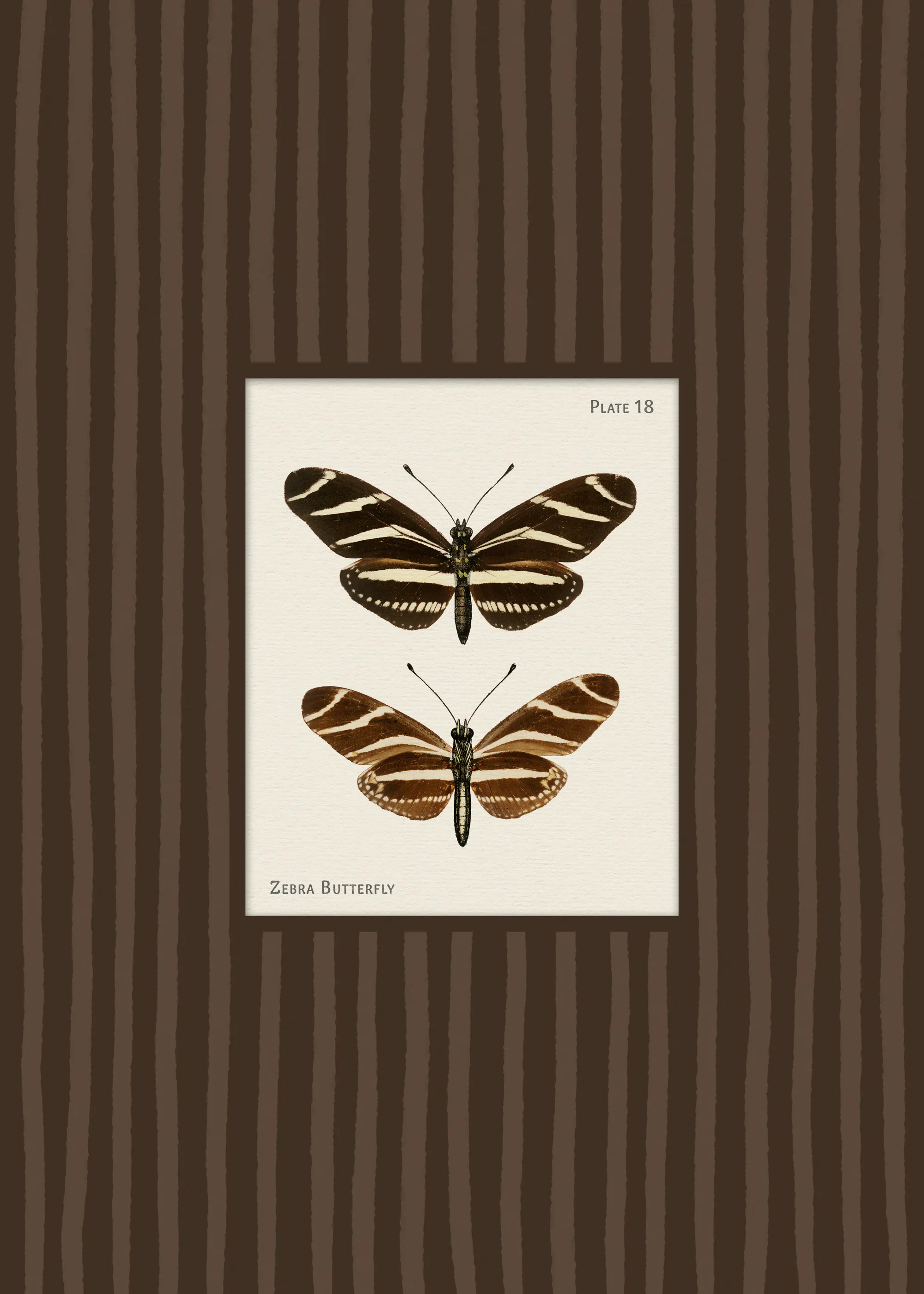 Vintage Zebra Butterfly Poster 0