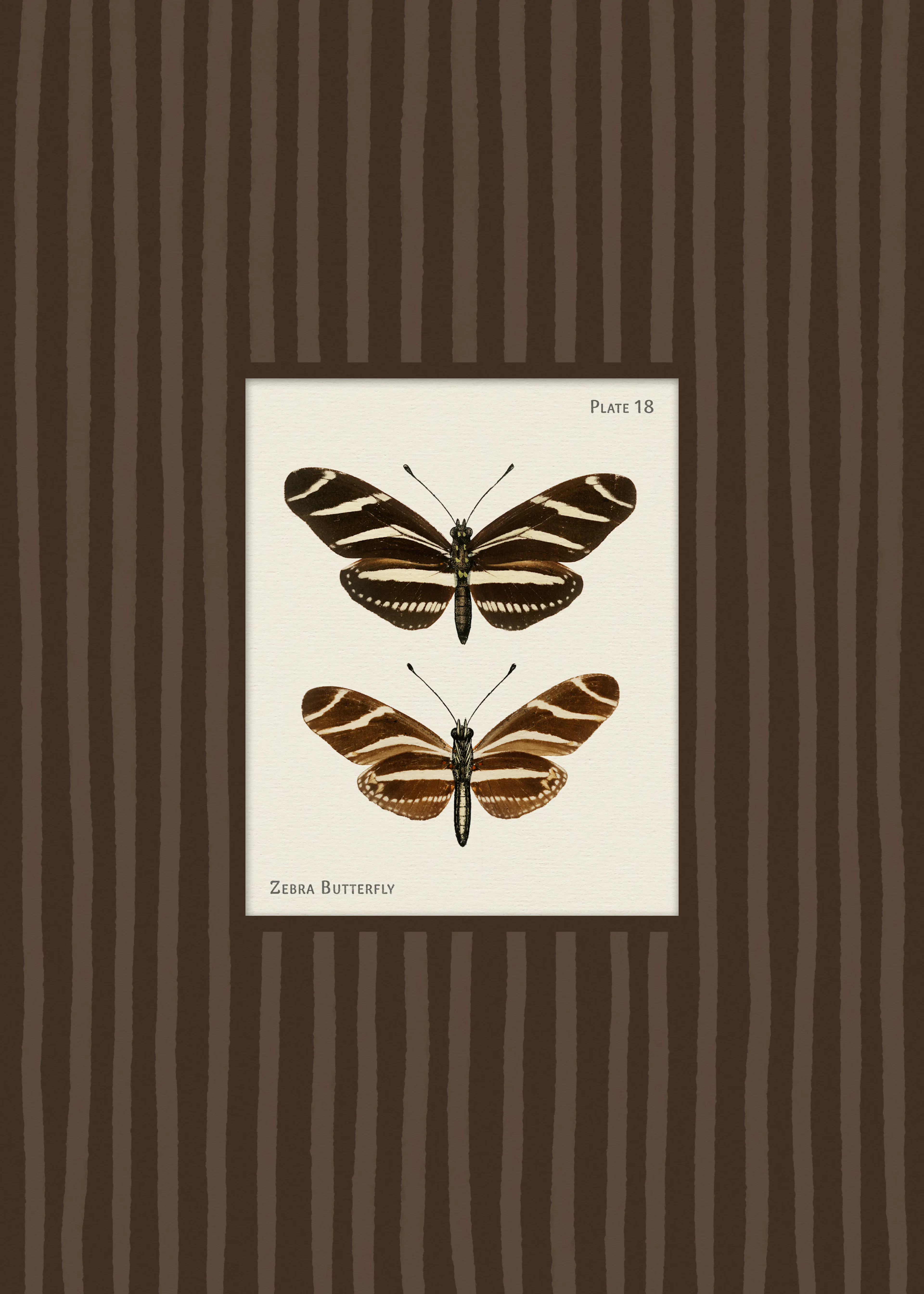 Vintage Zebra Butterfly Poster 0
