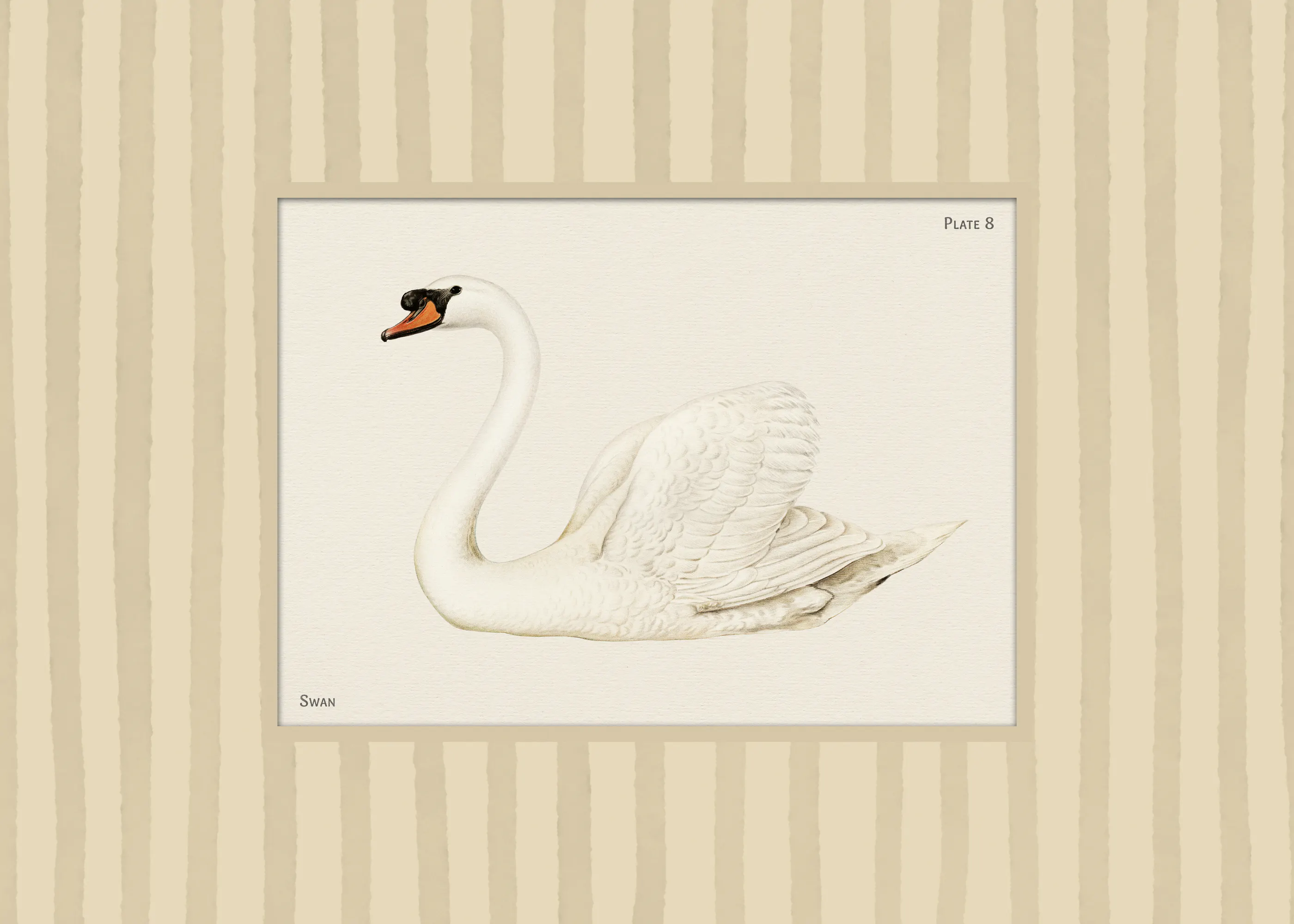 Vintage Swan Poster 0