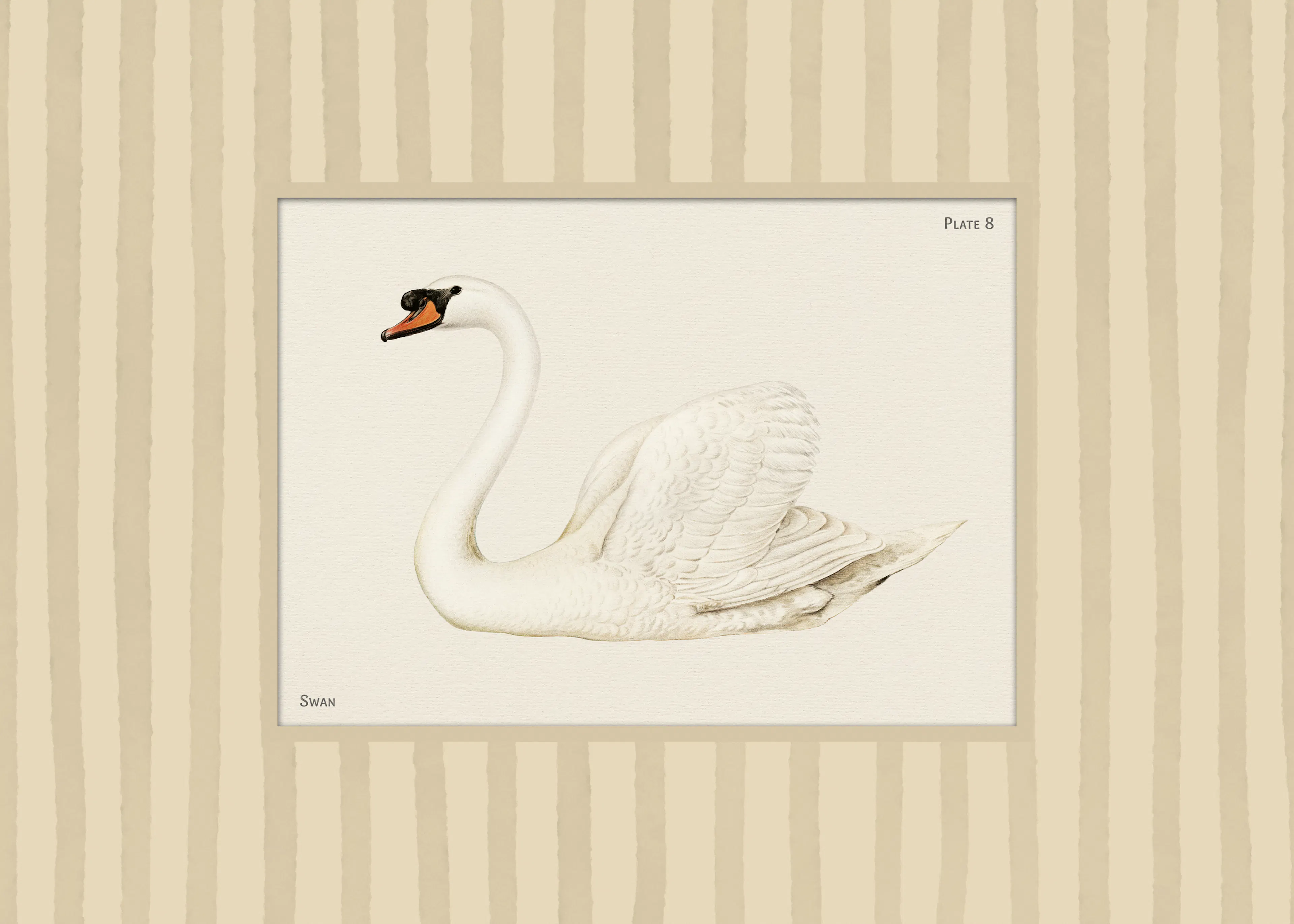 Vintage Swan Poster 0